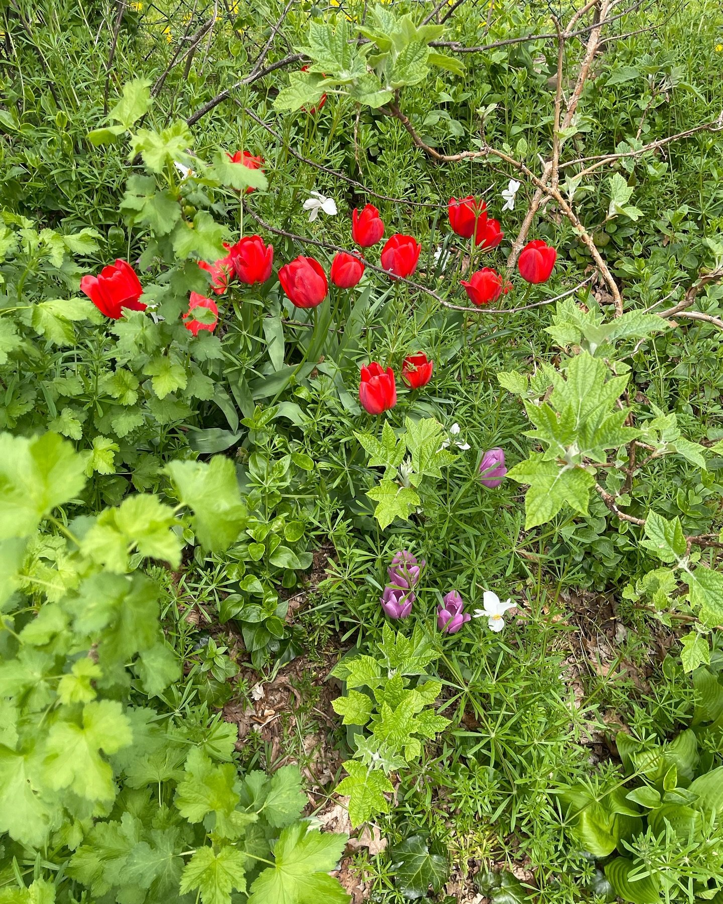 Nature advertising to infects and butterflies. 🦋 

#flowers #tulips #holland #thisisit