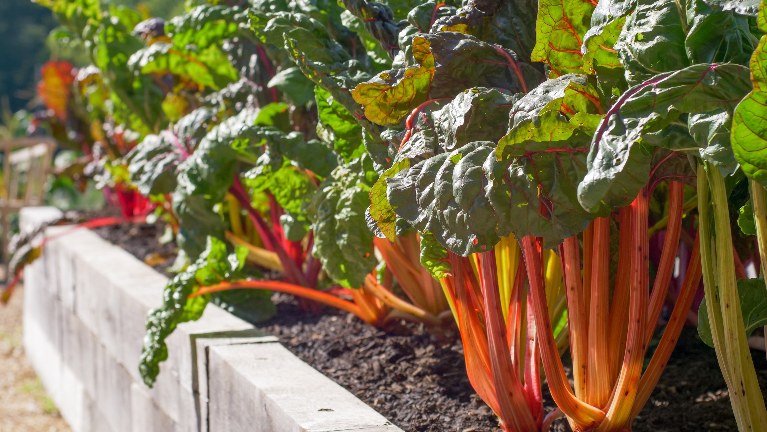 Best Easy DIY Raised Bed Garden Ideas - A Piece Of Rainbow