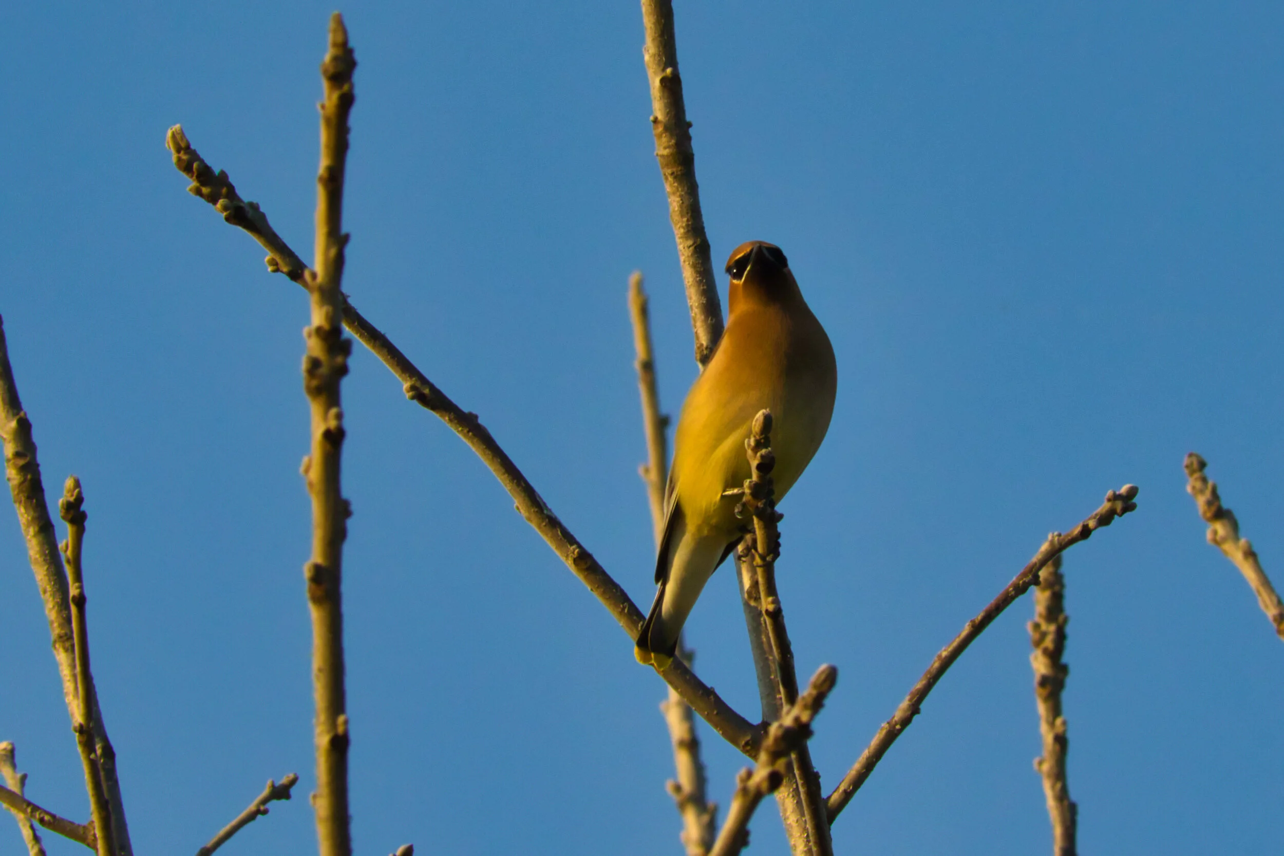 Waxedwing-DRS_7588.jpeg