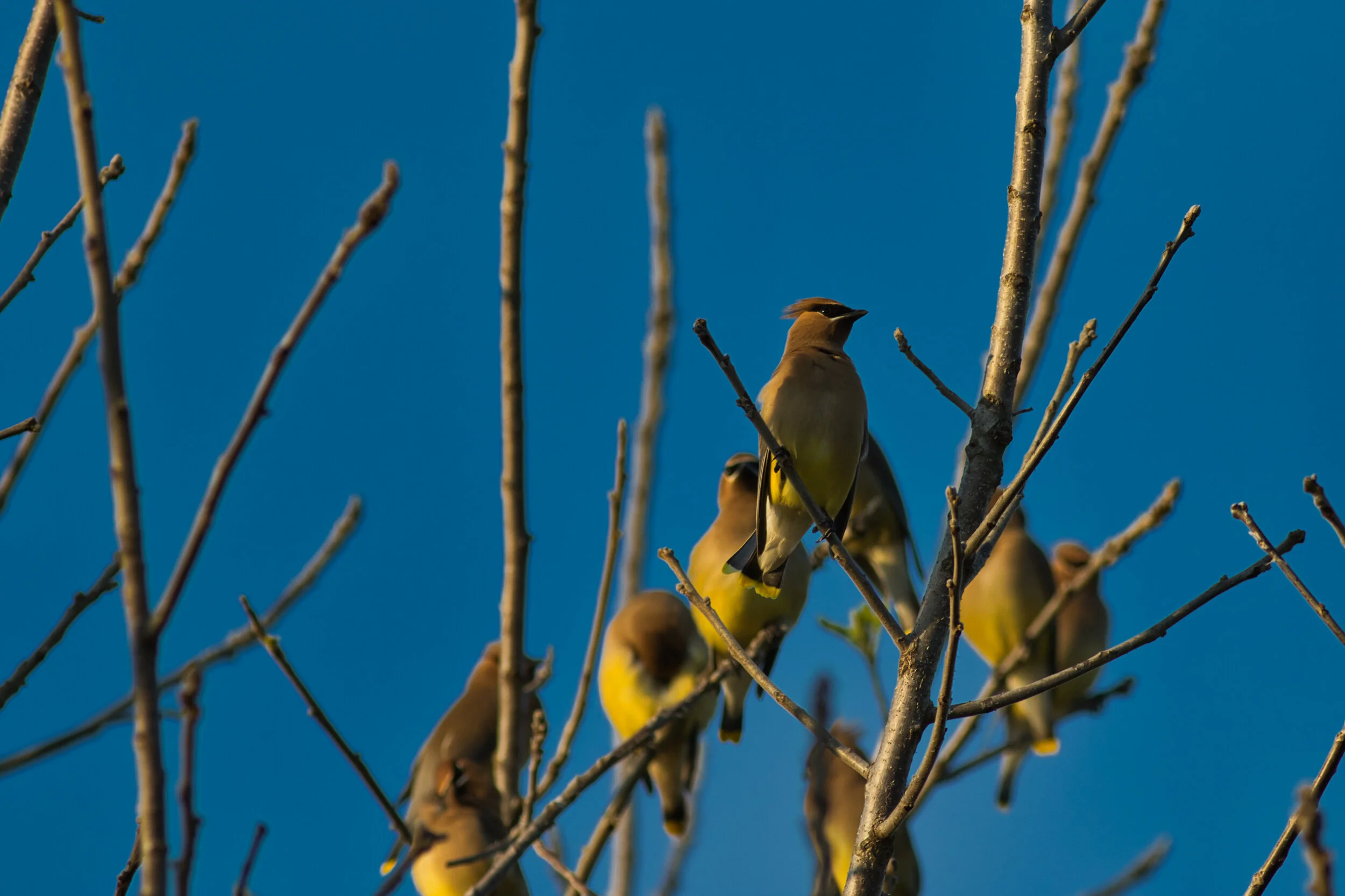 Waxedwings-DRS_7855.jpeg