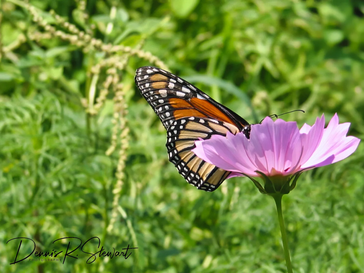Monarch-1-IMG_0550.jpeg