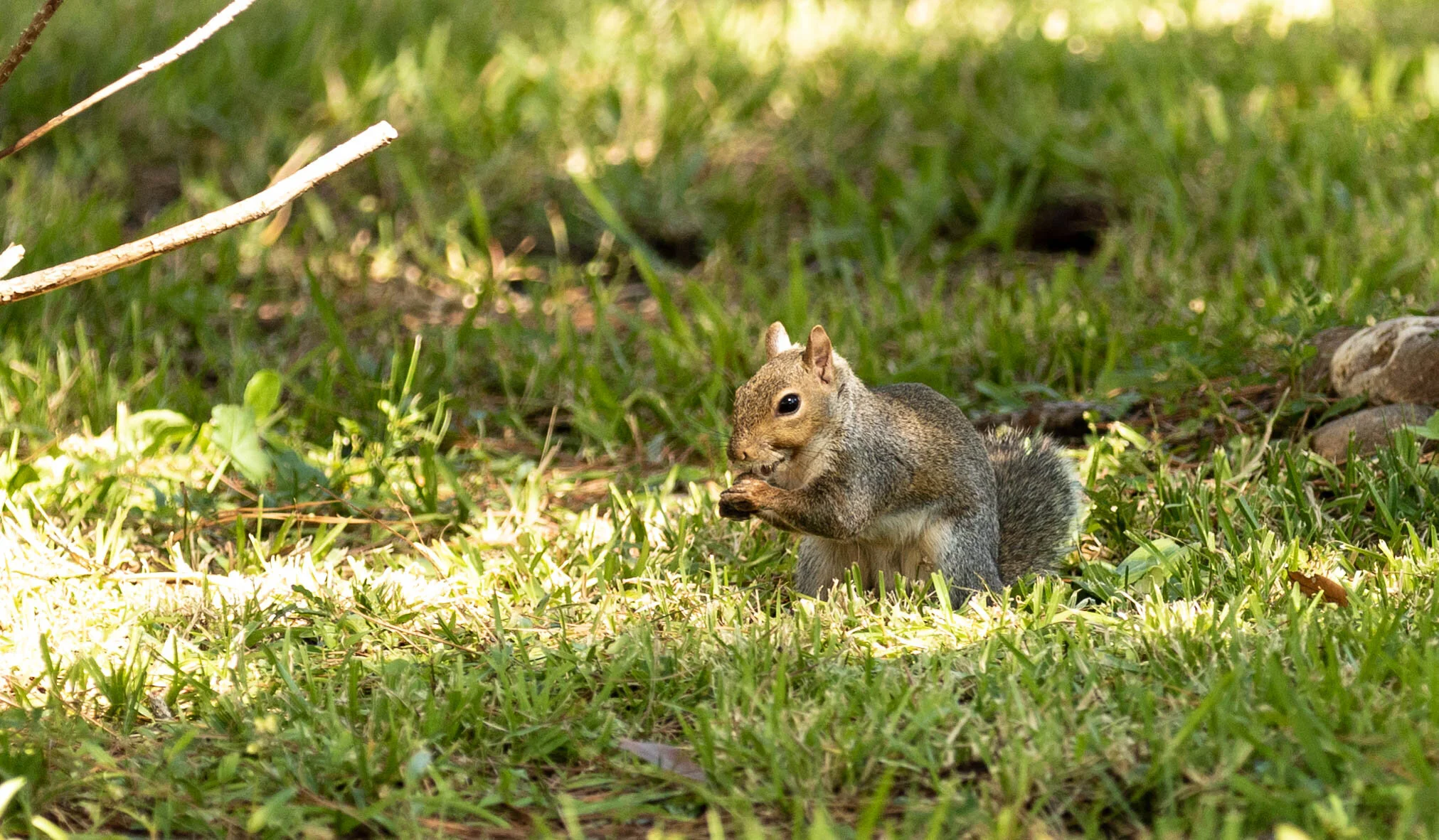Squirrel-1968.jpg