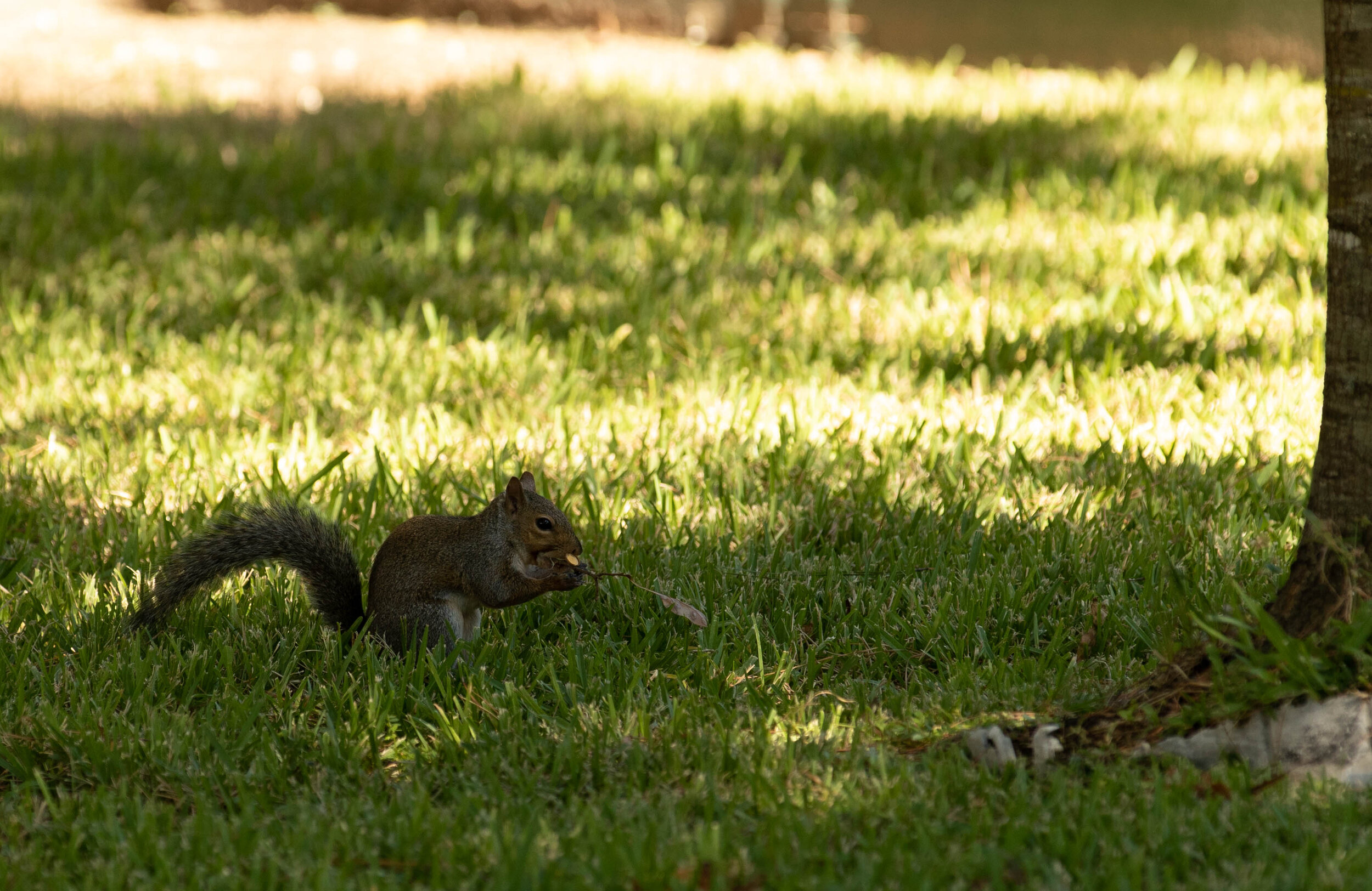 Squirrel-1977.jpg
