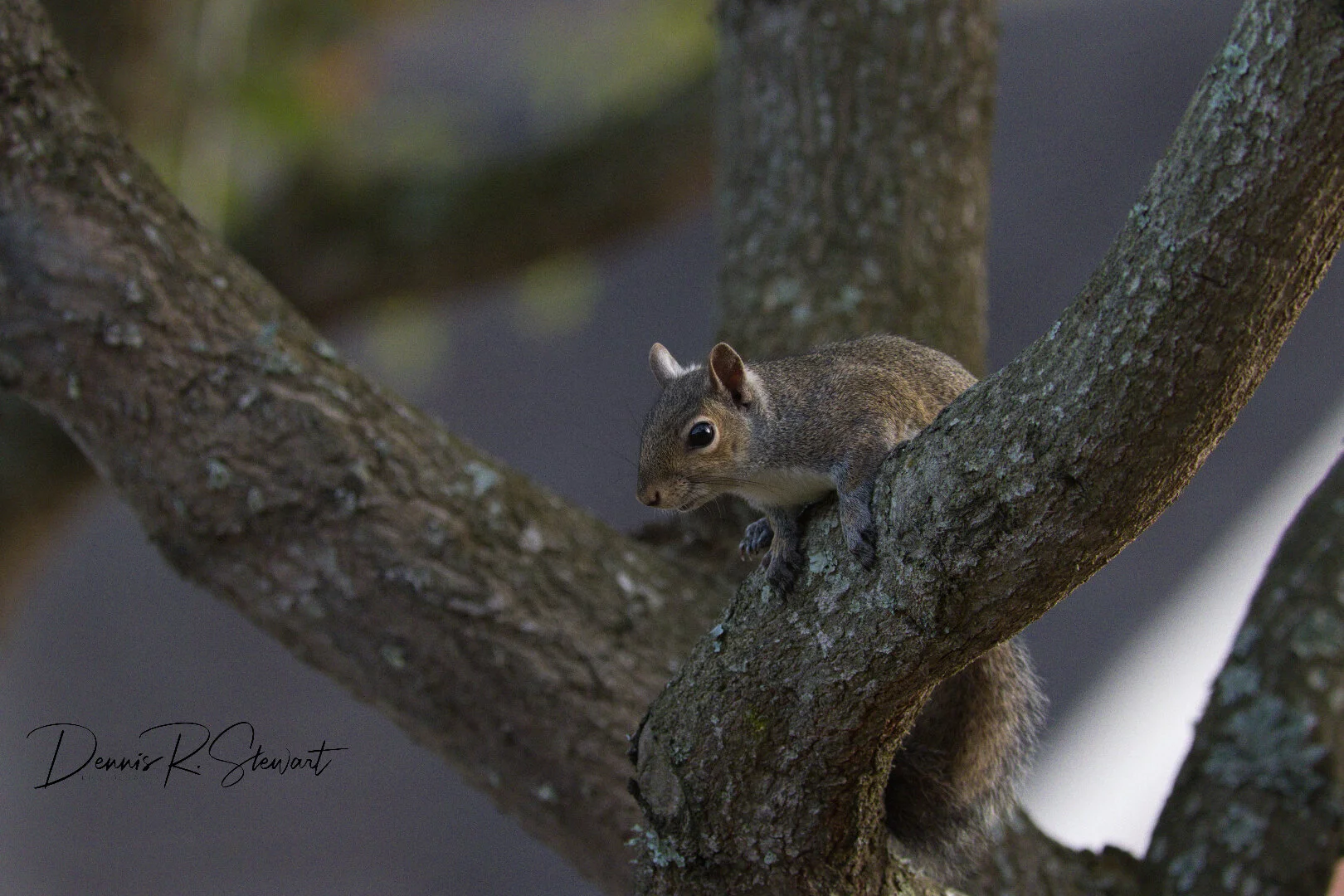 Squirrel-1-sm-DRS_5711.jpeg