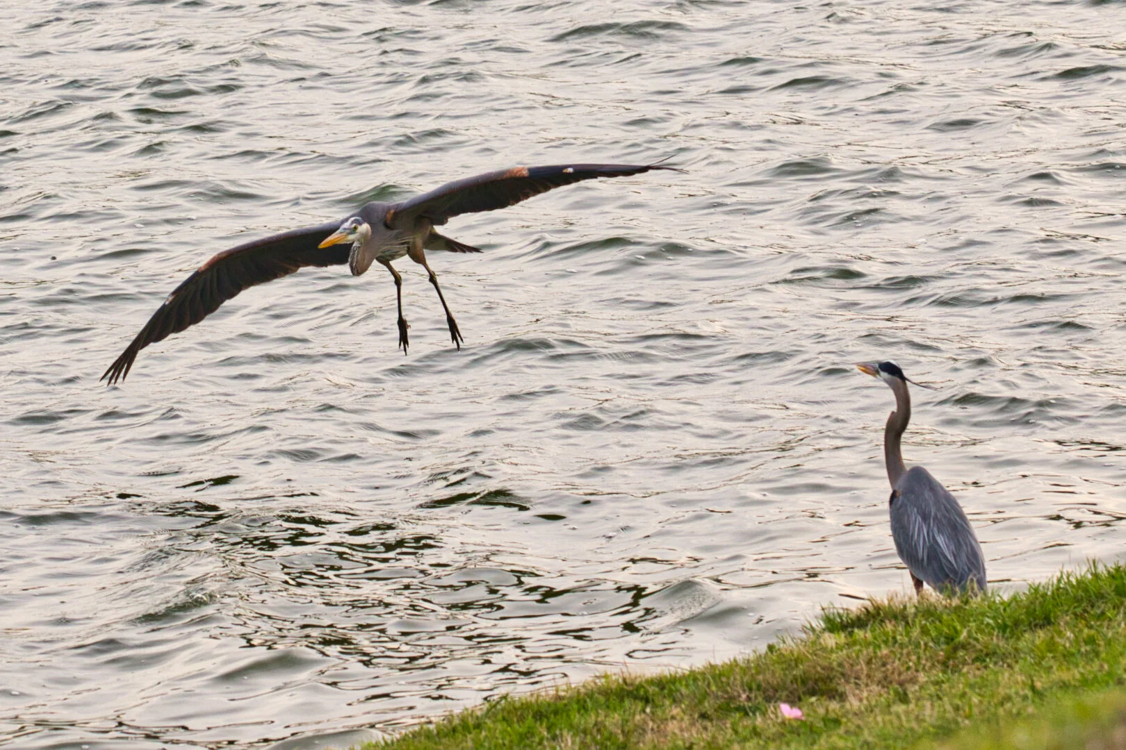 GreatBlueHeron-DRS_1006.jpeg