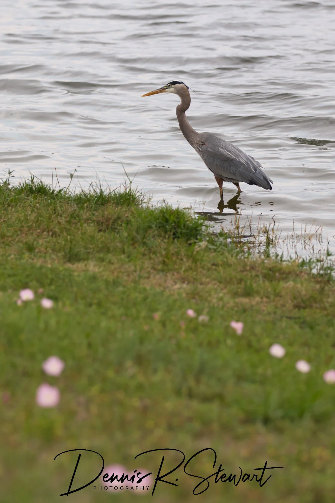 GreatBlueHeron-3-DRS_0175.jpeg