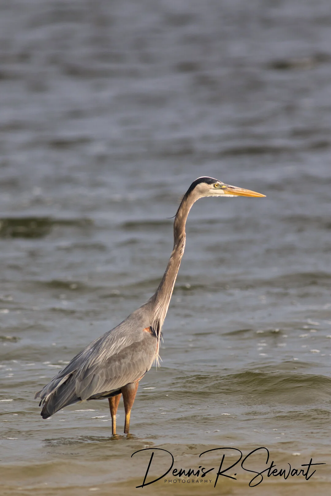 GreatBlueHeron-2-DRS_8521.jpeg