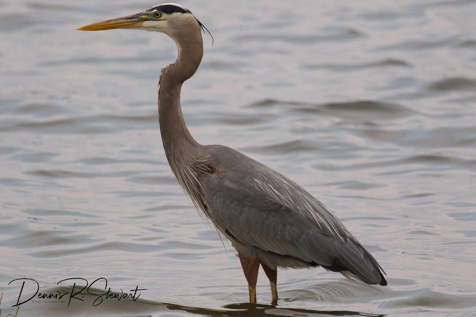 GreatBlueHeron-1-DRS_9999.jpeg