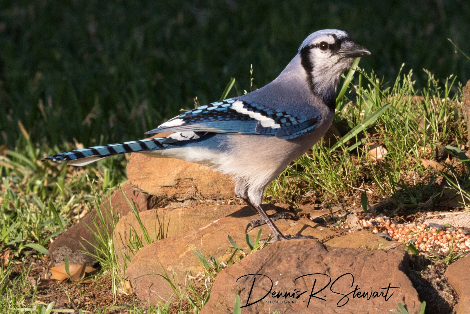 Bluejay-4-DRS_8328.jpeg