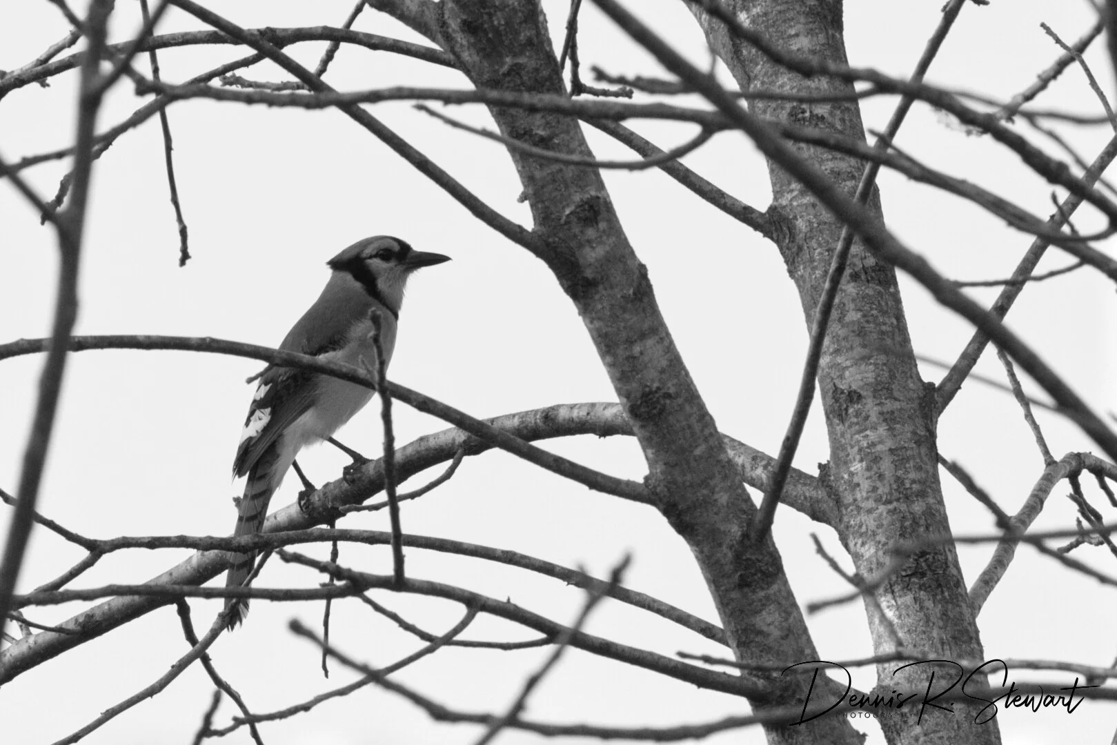Bluejay-2-BW-DRS_7707.jpeg