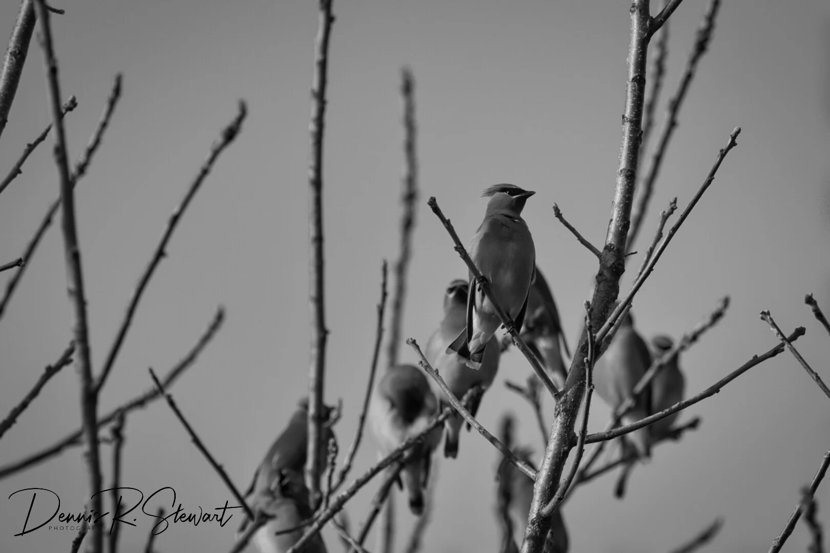 cedar_waxwing-2-DRS_7855.jpeg