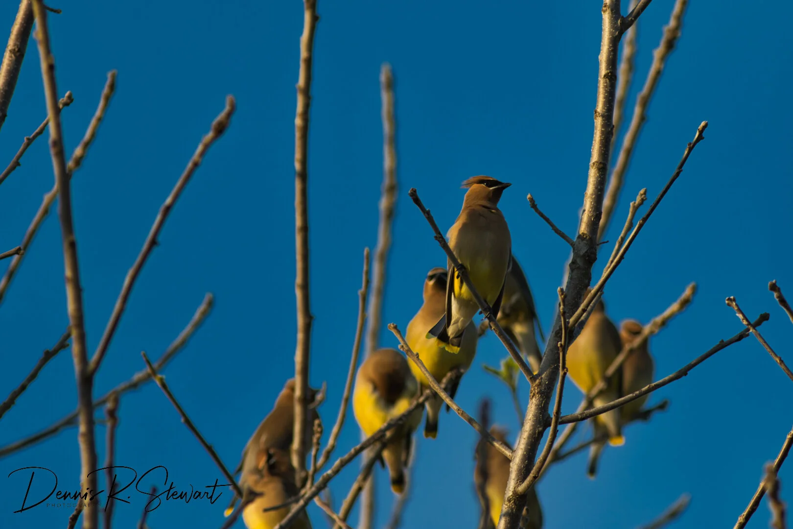 cedar_waxwing-2-color-DRS_7855.jpeg