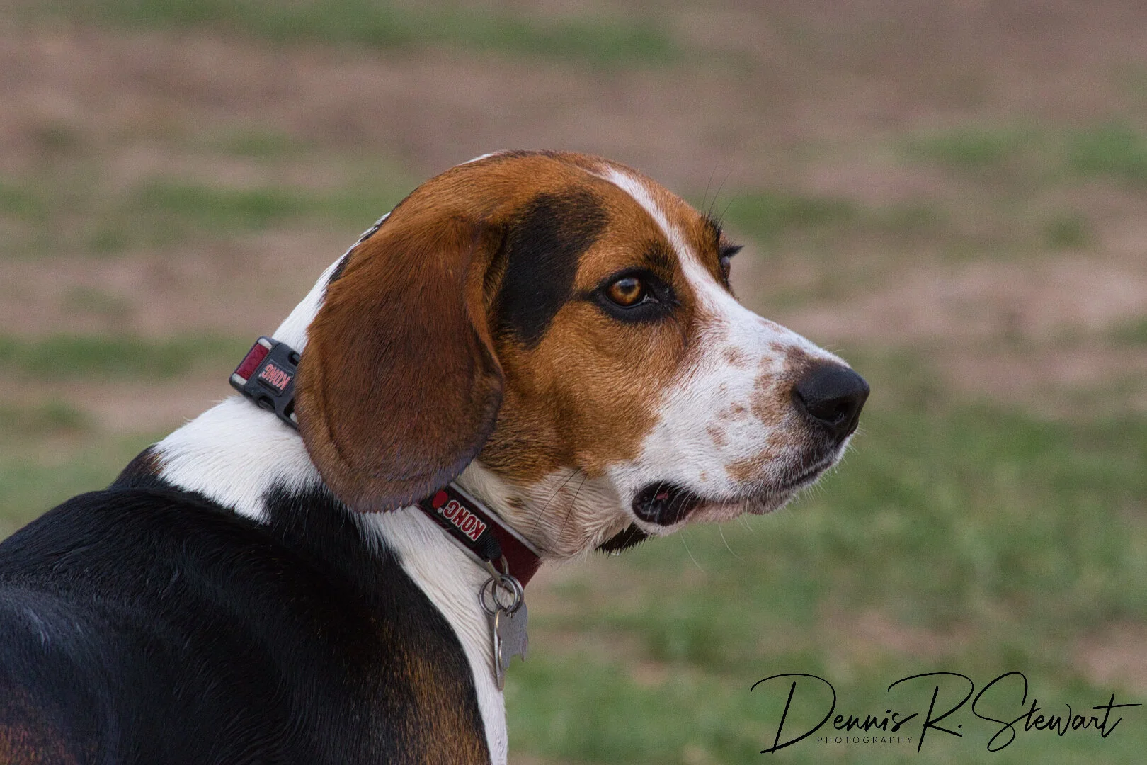 Beagle-1-DRS_8728.jpeg