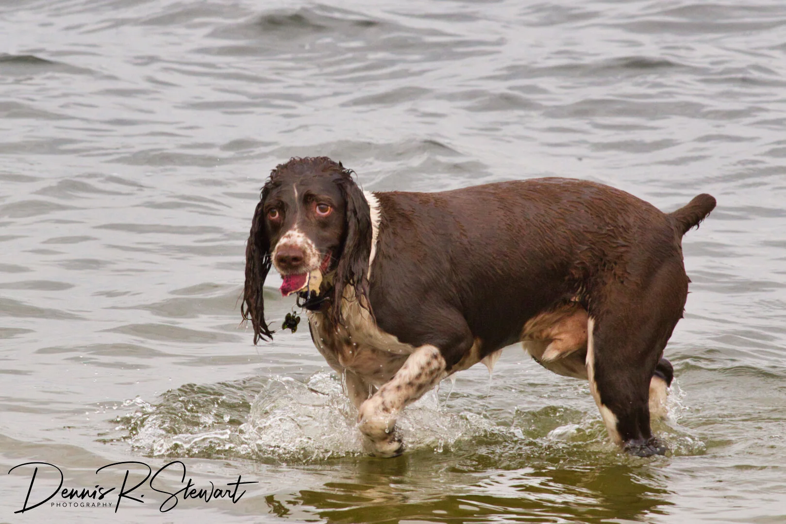 Spaniel-1-DRS_8786.jpeg
