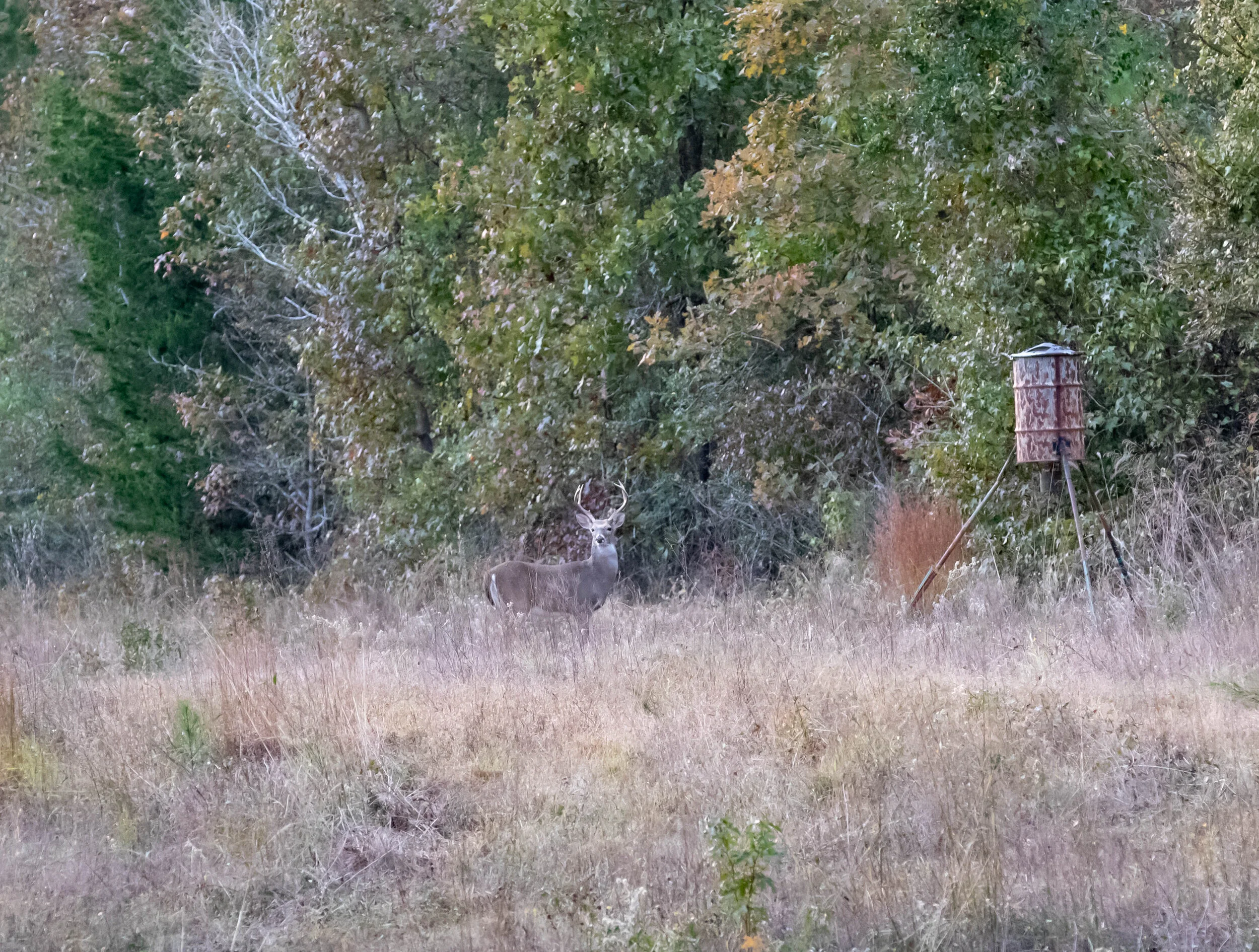 Deer-3163.jpg
