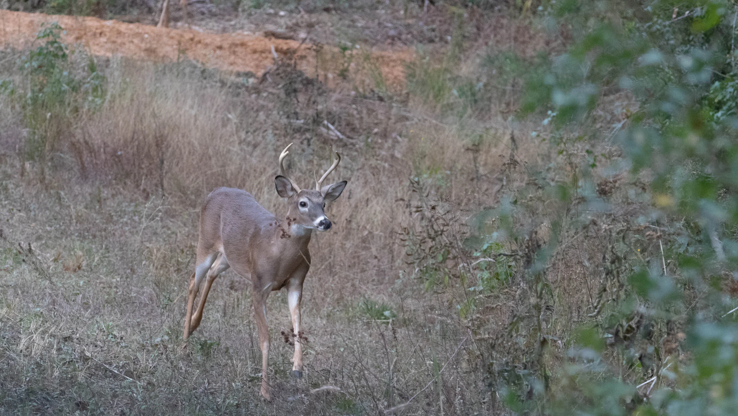 Deer-2962.jpg