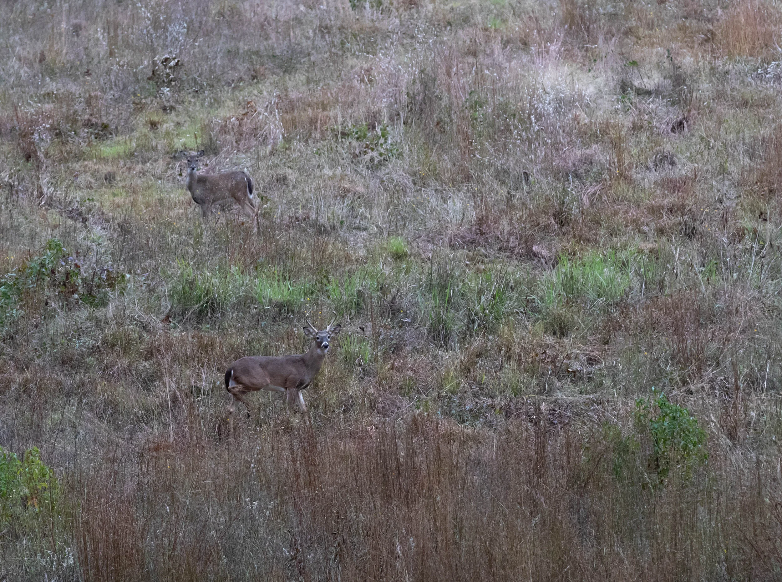Deer-2993.jpg