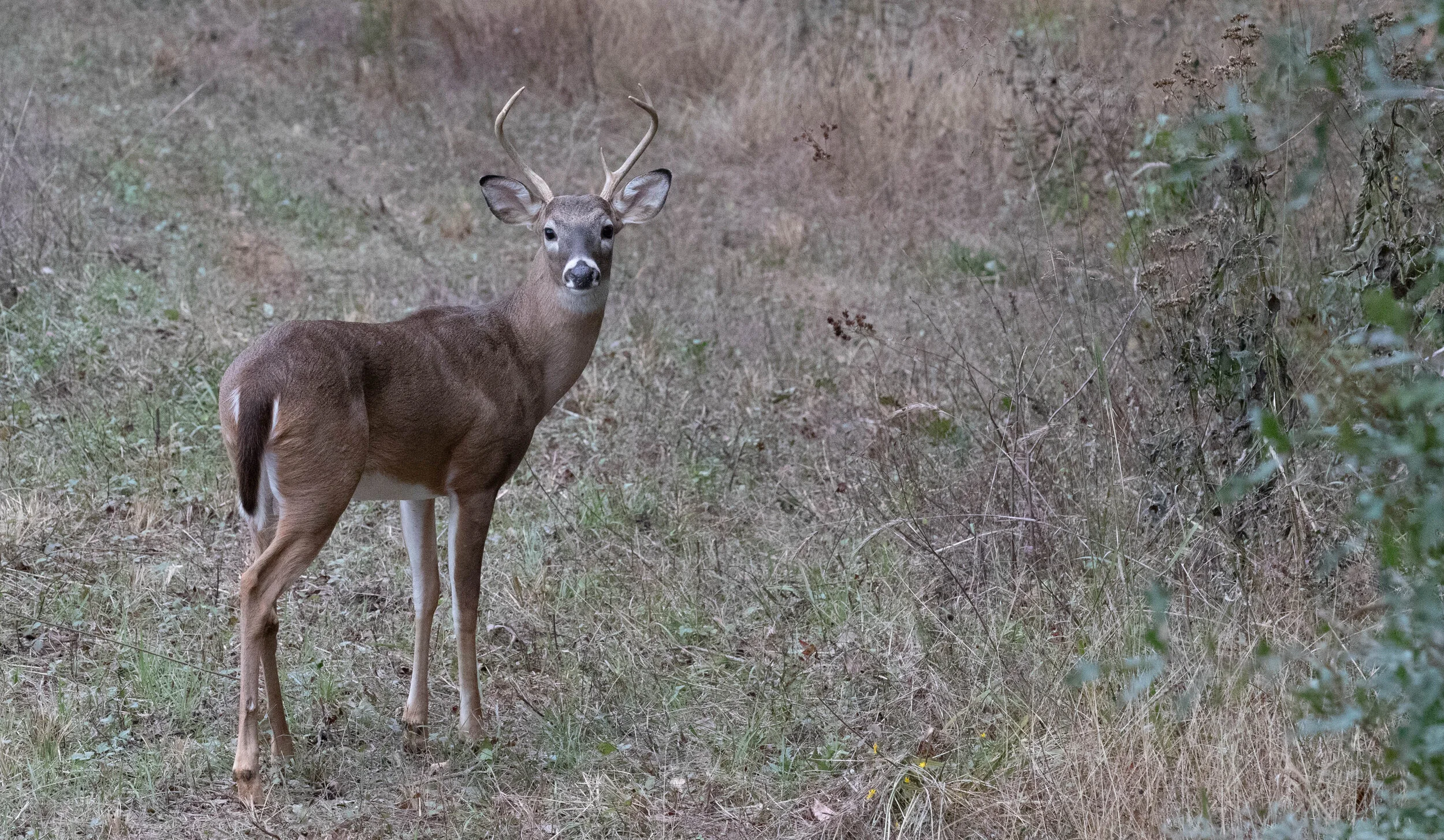 Deer-2940.jpg