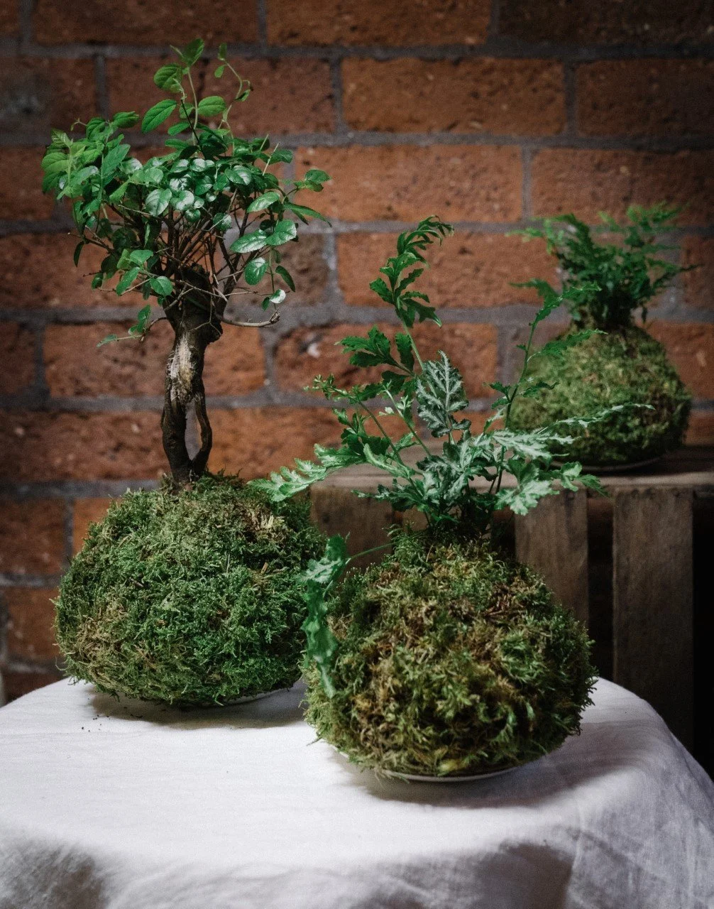 Kokedama1.jpg