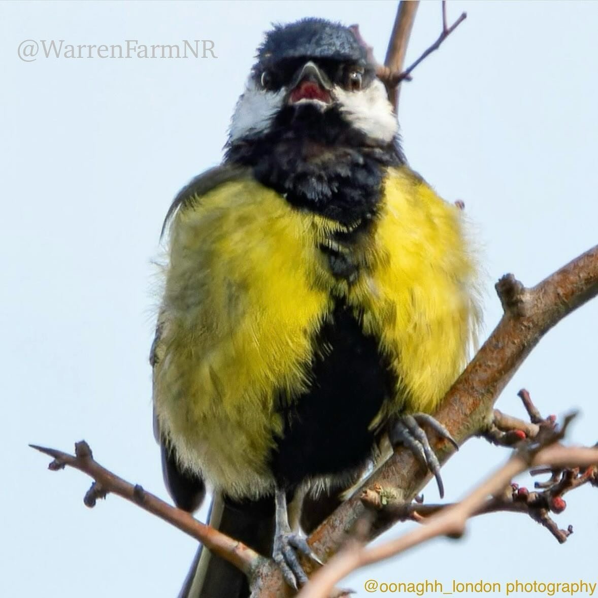 The face pulled by one of our Great Tits upon hearing Local Nature Reserve status for all of #warrenfarmnr is incoming🕊️😮🙏🏼Where we were undertaking species records deeply concerned that our wildlife could be lost, now it&rsquo;s for education &a