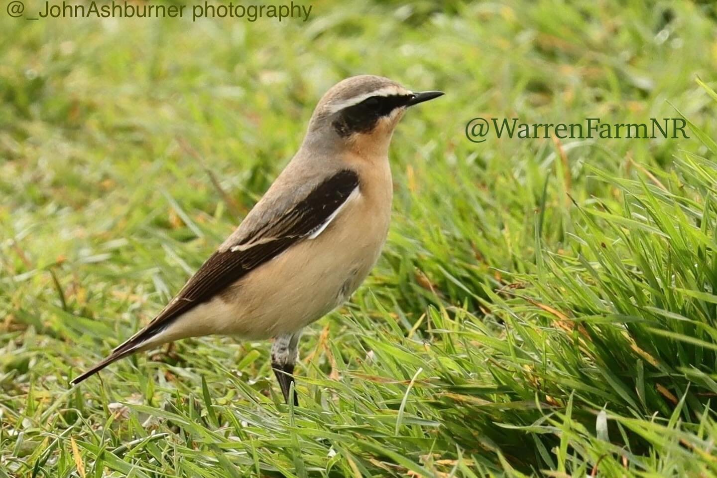 THE WHEATEARS ARE BACK!🐦&zwj;⬛💚☺️Our urban meadow is a vital food stop for both resident &amp; migratory birds🌼They winter in central Africa &amp; can be best spotted here at #warrenfarmnr hopping on the ground filling up on insects🪲Safeguarding 