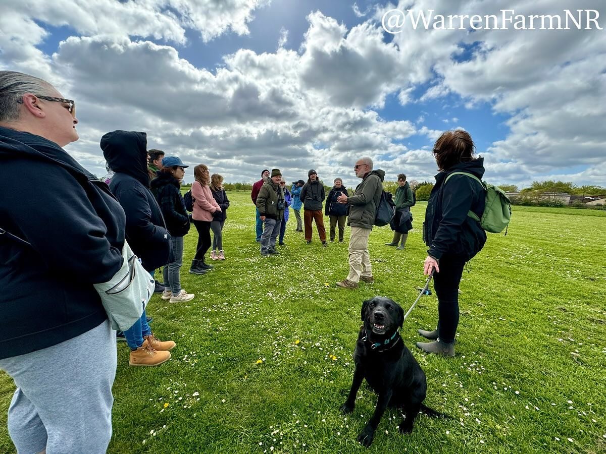 Thank you to local naturalist Neil Anderson for leading our first #warrenfarmnr Spring Walk☺️🙌🏼💚 Everyone had the most joyous &amp; happiest of vibes &amp; we always spot &amp; learn so much from, Neil!🎶🐦&zwj;⬛🪺Skylarks, Peregrine Falcon, Wheat
