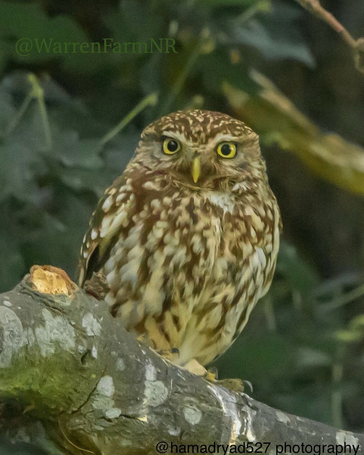 There is something about spotting one of our #warrenfarmnr Little Owls only to notice they&rsquo;ve already spotted you!🦉What is a Local Nature Reserve in waiting for us, is a local Michelin-starred restaurant in waiting for our owl friends!😊🌸🦗🐭