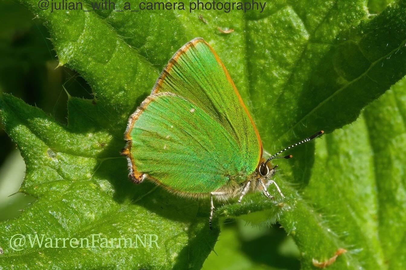 🦋NEW #warrenfarmnr BUTTERFLY RECORD!🦋Our first ever gorgeous Green Hairstreak has been spotted by brilliant insect recorder &amp; team mate @julian_with_a_camera 🙌🏼💚🥰🦋Whilst our rewilded 61 acre Grassland &amp; Wildflower meadow awaits Local N