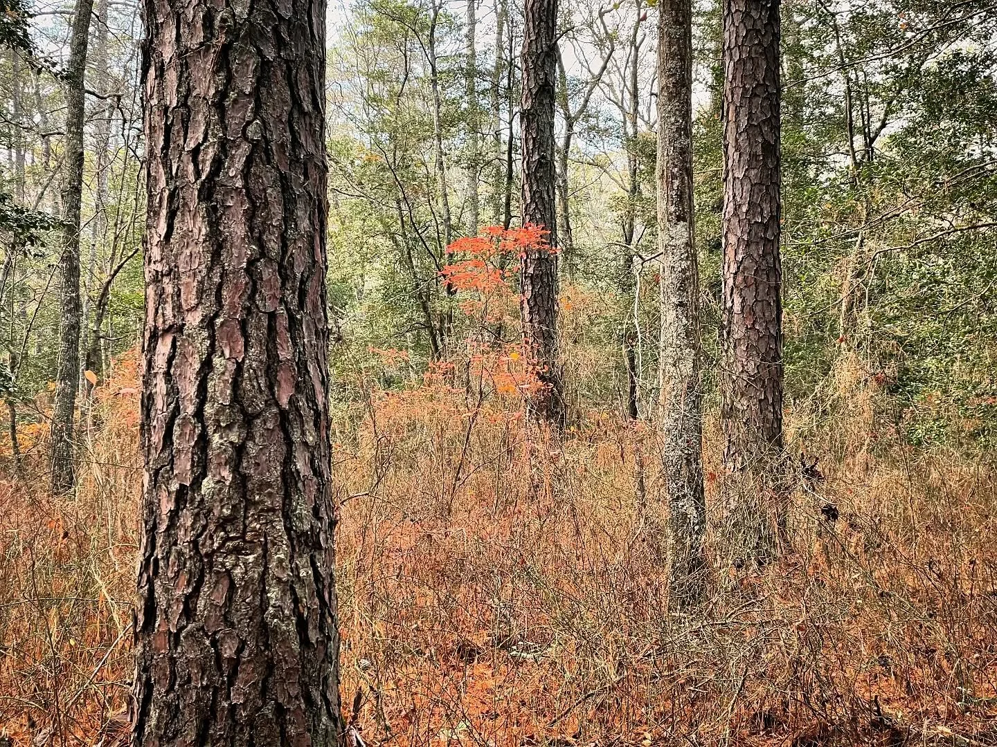 Grief reflections &amp; thoughts on my next project. November 30, 2024