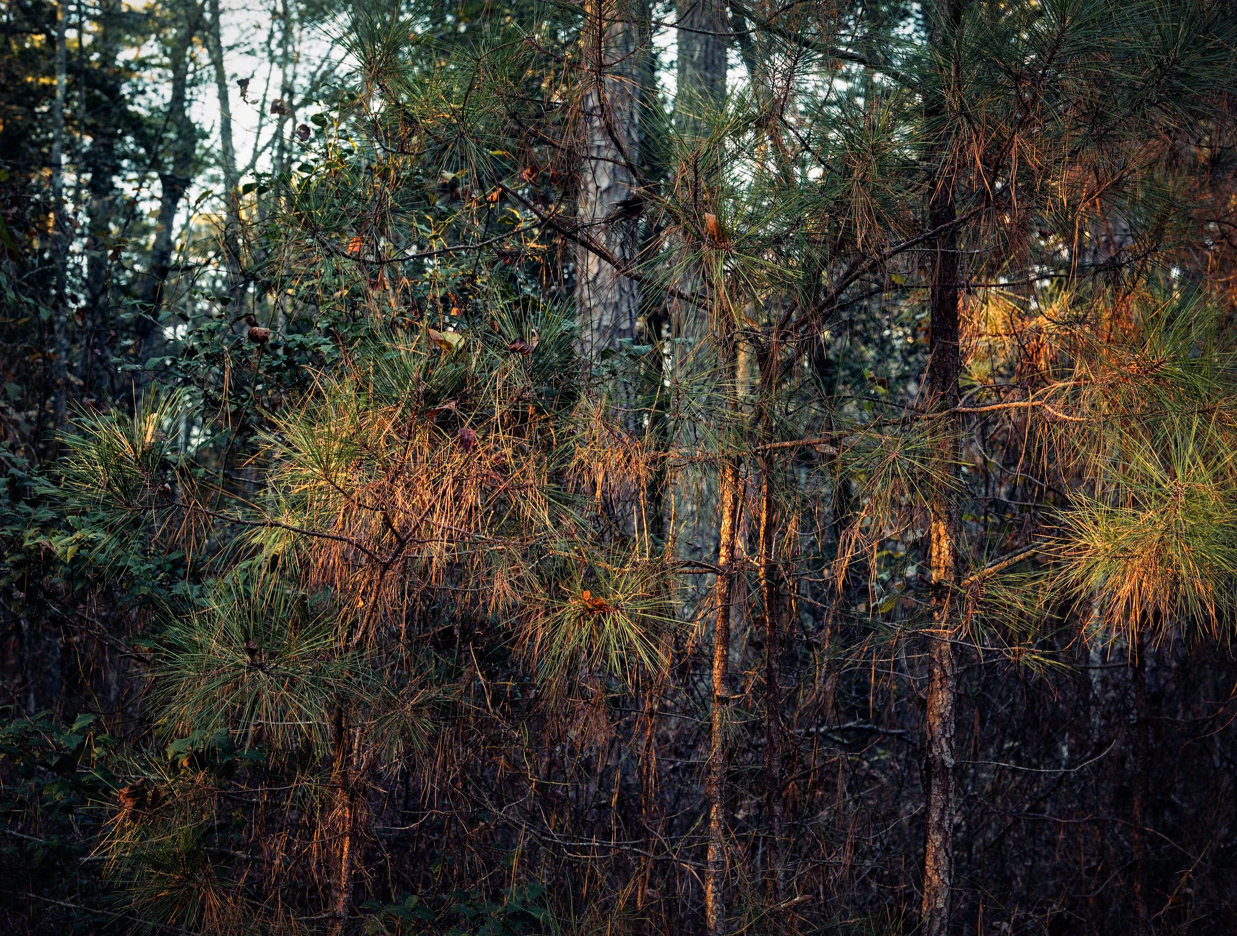 film scan015._12x16PrintProof3 copy 2.jpg