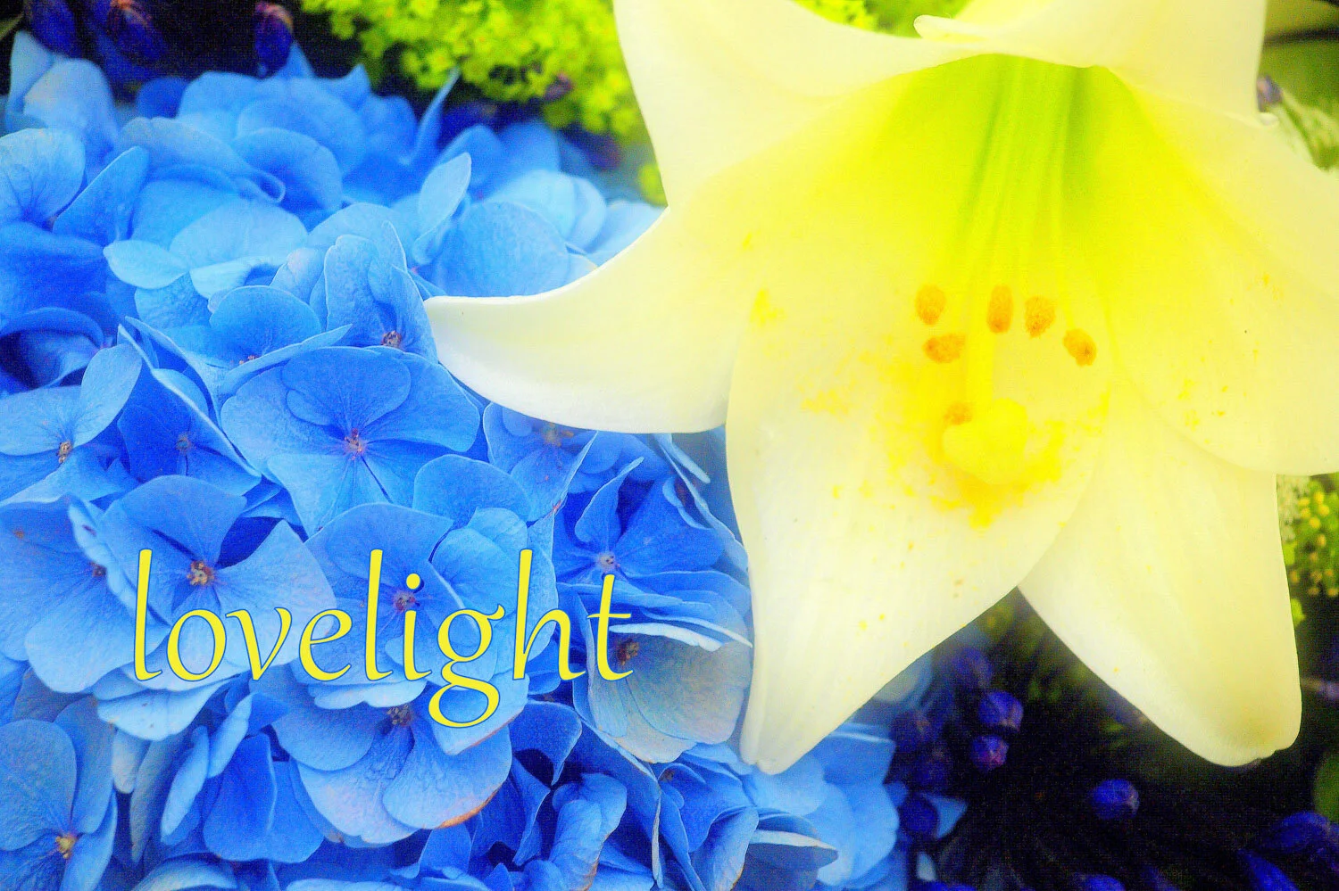 LOVELIGHT~ HYDRANGEA/LILY