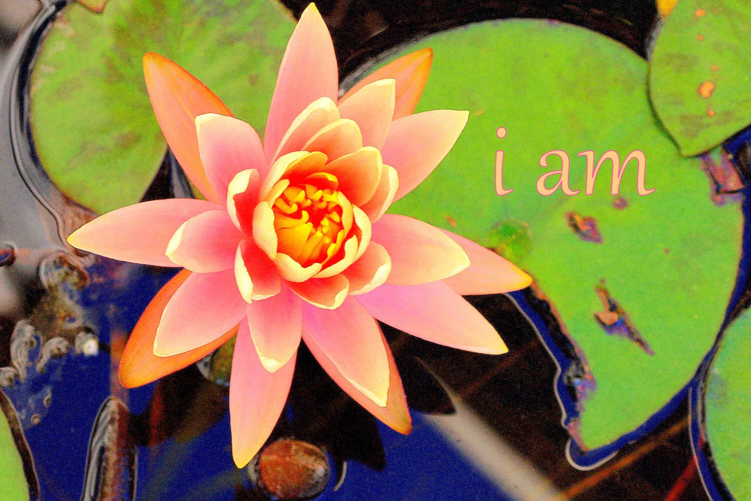 I AM~ WATERLILY