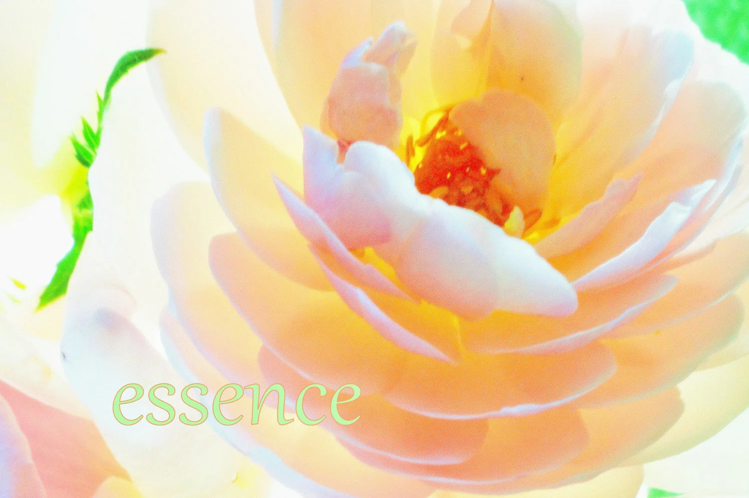 ESSENCE~ KAUA'I ROSE