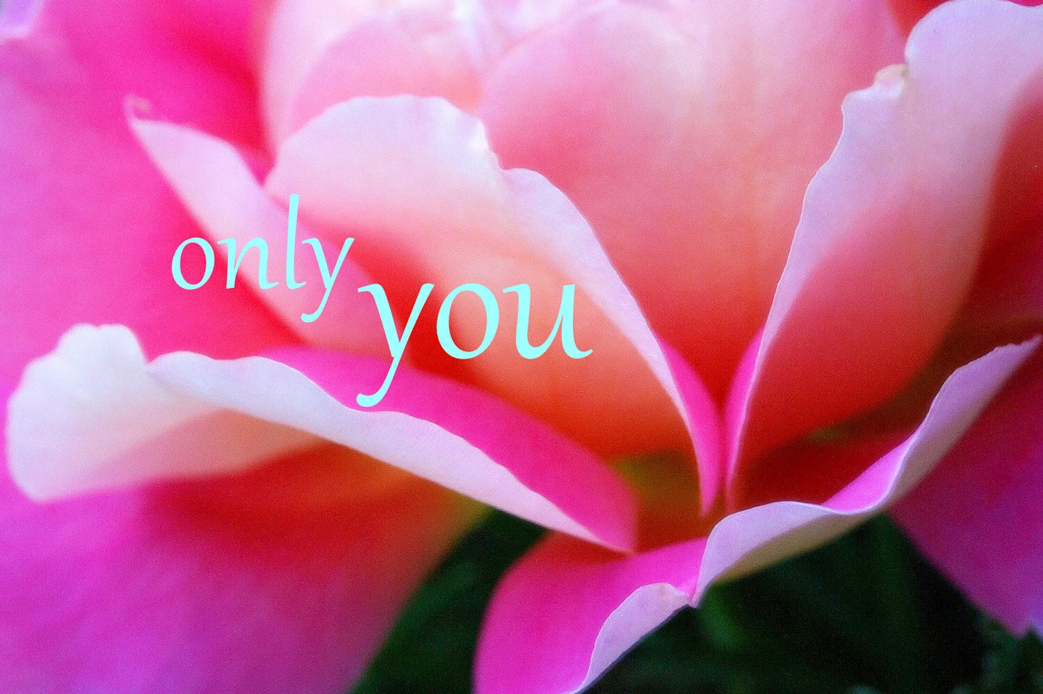 ONLY YOU~ PINK ROSE