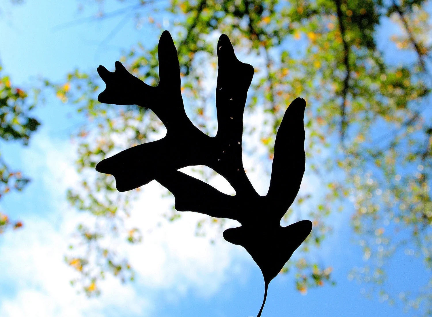 OAK LEAF SILHOUETTE