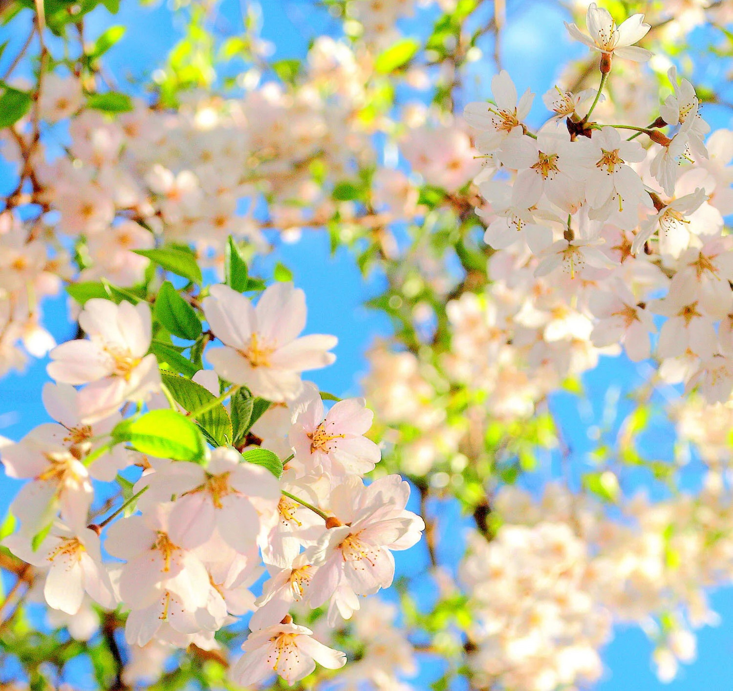 SPRING BLISS