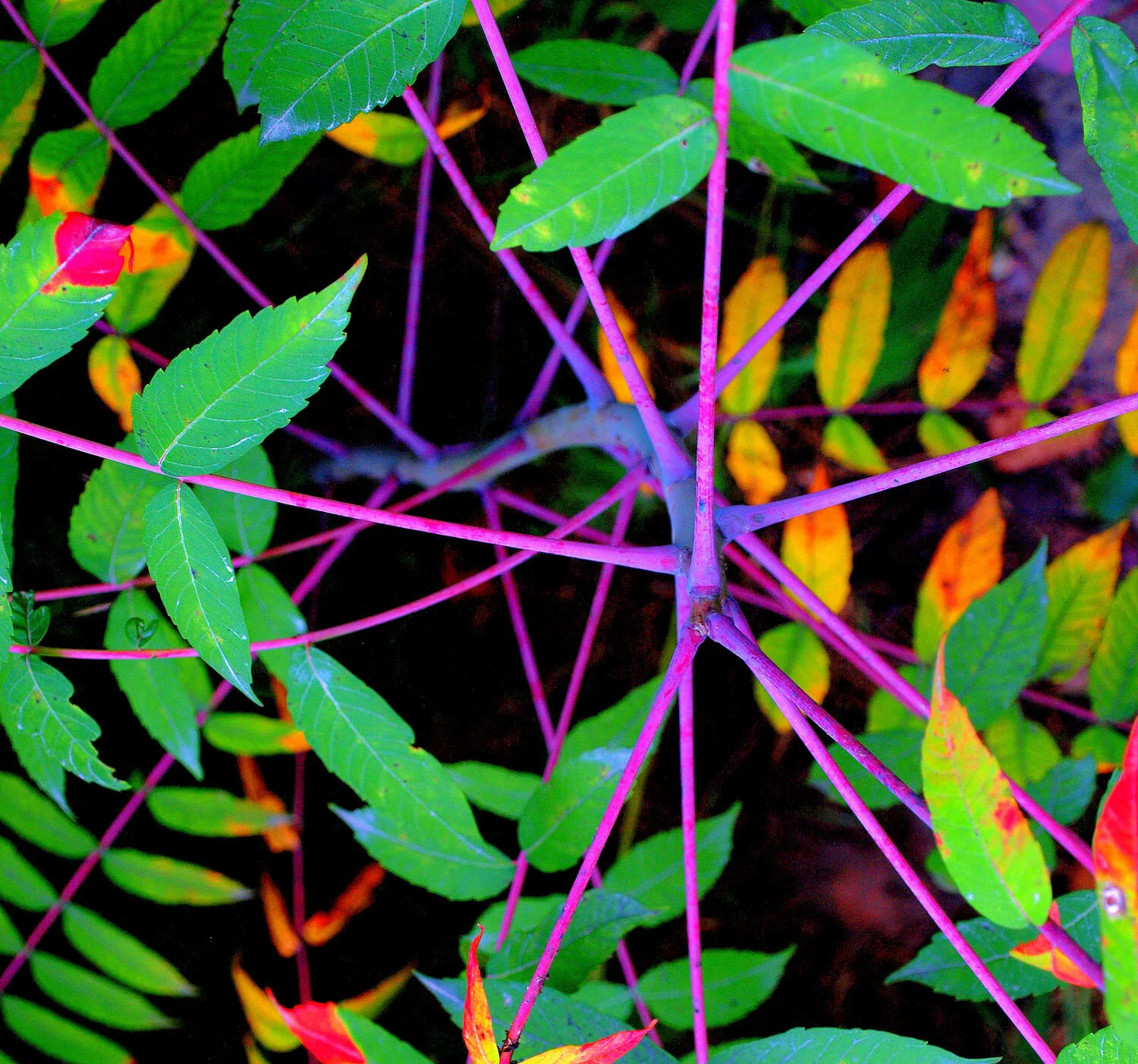 LOOKOUT POINT PURPLE