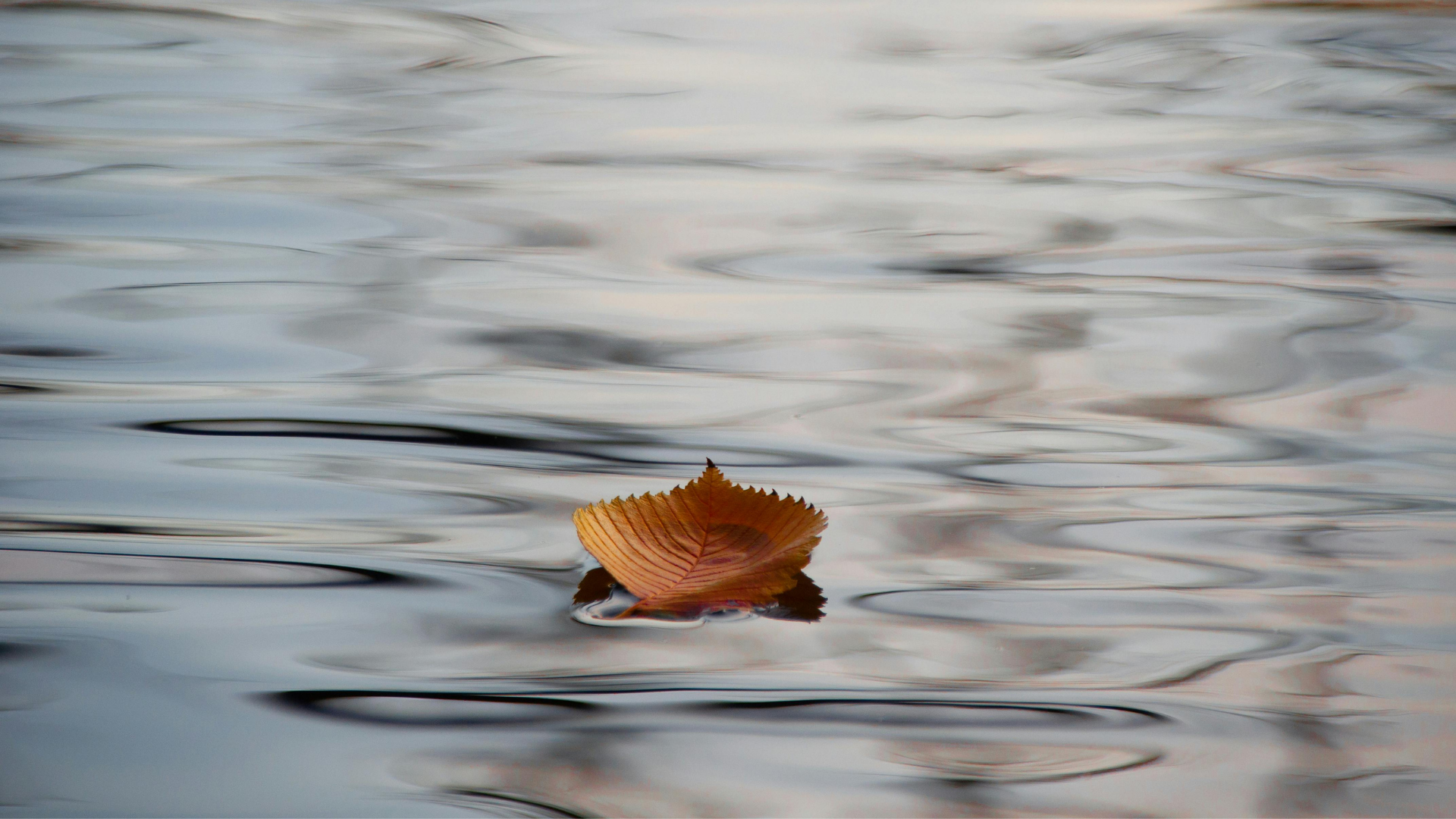 A leaf floating on water
