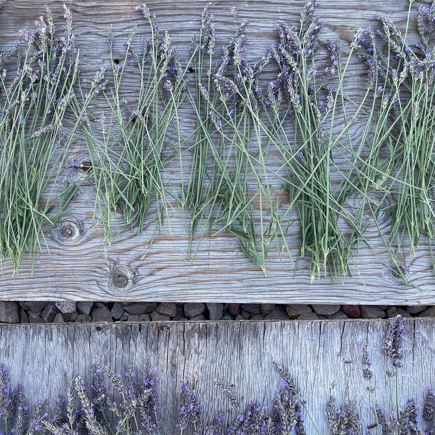 Happy Saturday! It&rsquo;s a beautiful morning to harvest some homegrown lavender. How are you spending your morning? ☀️😎💜

#garden #lavender #gardening