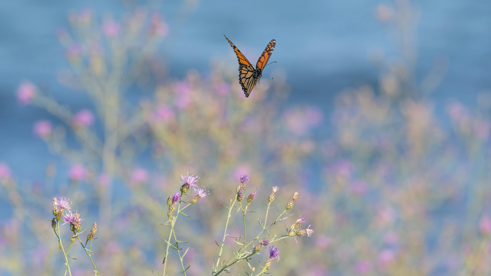 a monarch butterfly flying above some flowers
