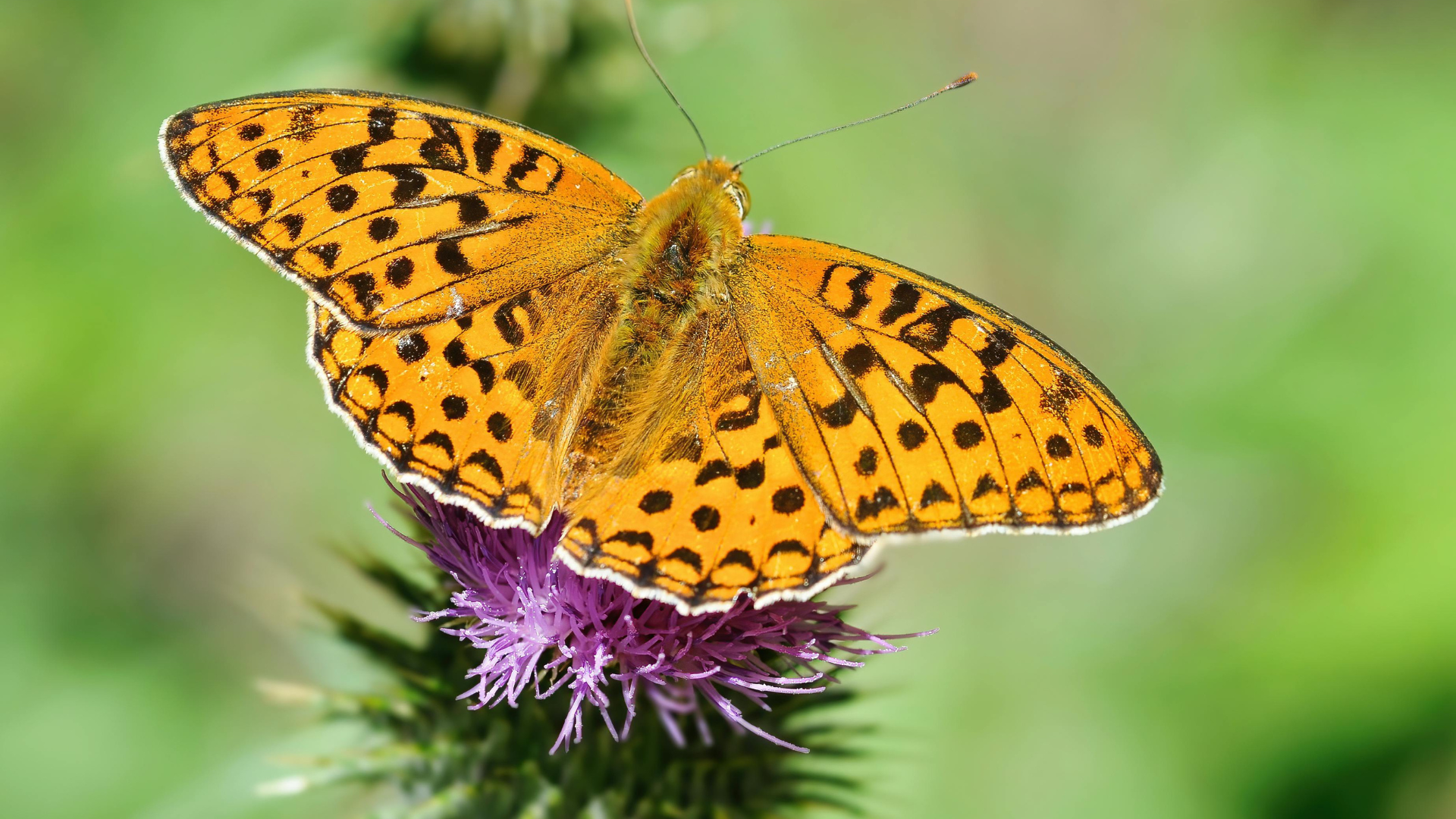 a butterfly sitting on a flower