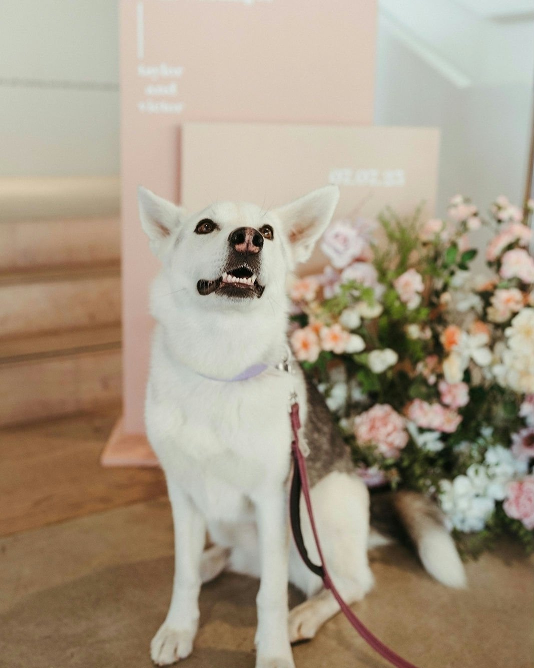 We love it when client's fur babies are also wedding VIP's!​​​​​​​​
..​​​​​​​​
A cute snap from T &amp; V's beautiful day.​​​​​​​​
..​​​​​​​​
Clients @yogini.taylor @vjcpang​​​​​​​​
Planner @thistleandthorneweddings @destinye.thistleandthorne ​​​​​​​
