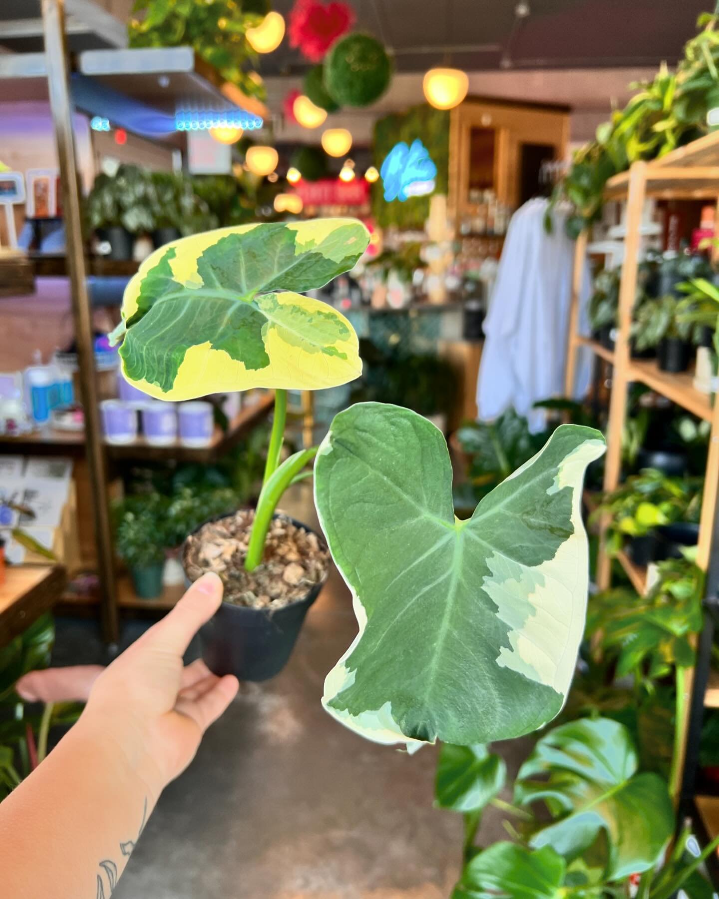 Shopping made easy when you come to GROW🌿 

New plants are here along with other fun artist items and merch! 

Hours: 
Wednesday- 9-6pm
Thursday- 9-8pm
Friday- 9-10pm
Saturday- 9-10pm
Sunday- 10-6pm