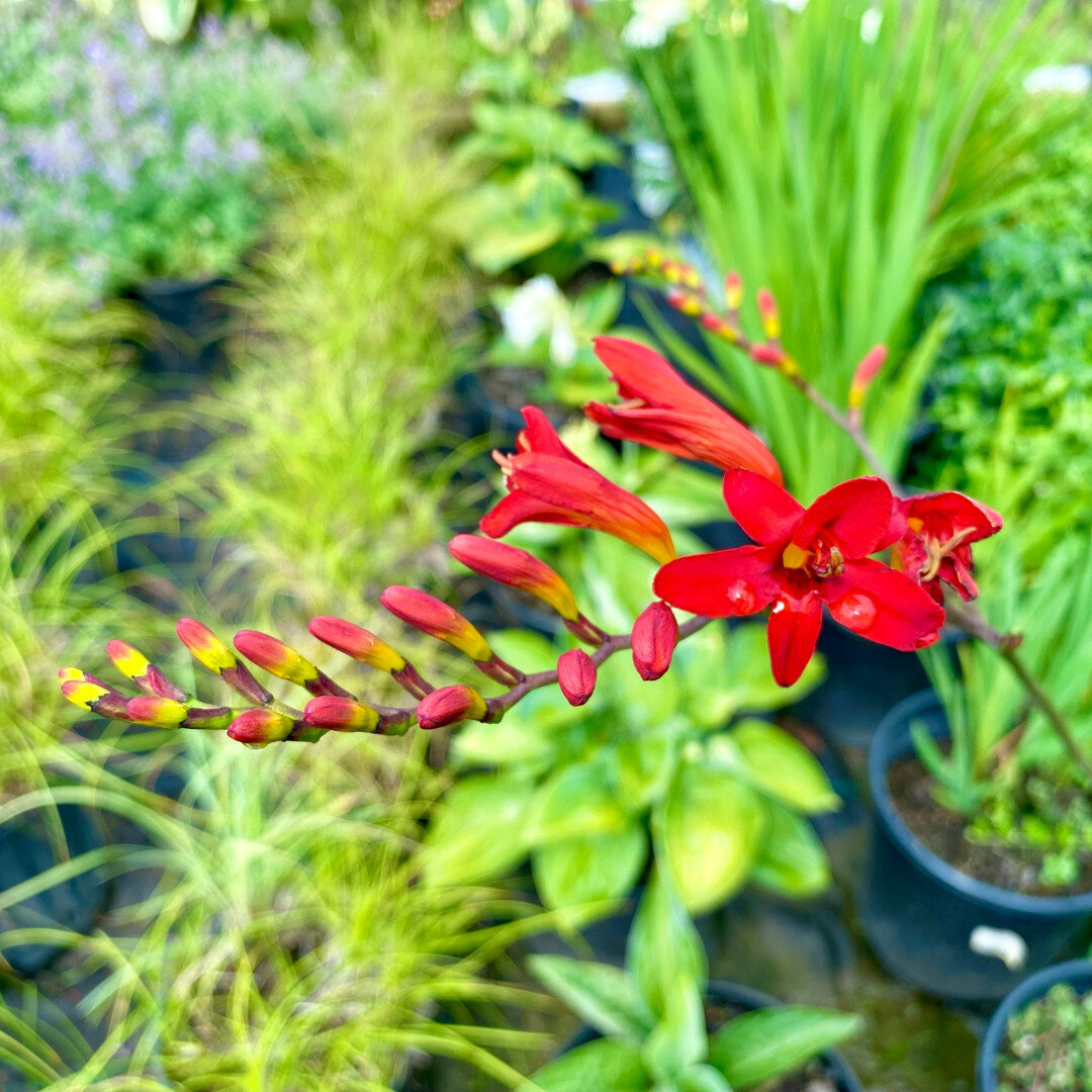 Beautiful Montbretia ready to blossom. This showy perennial will flower in mid Summer to mid Fall, so pair it with early blooming plants for a multi-season show of color. 

732-833-7000 |  https://www.oceanwholesalenursery.com/