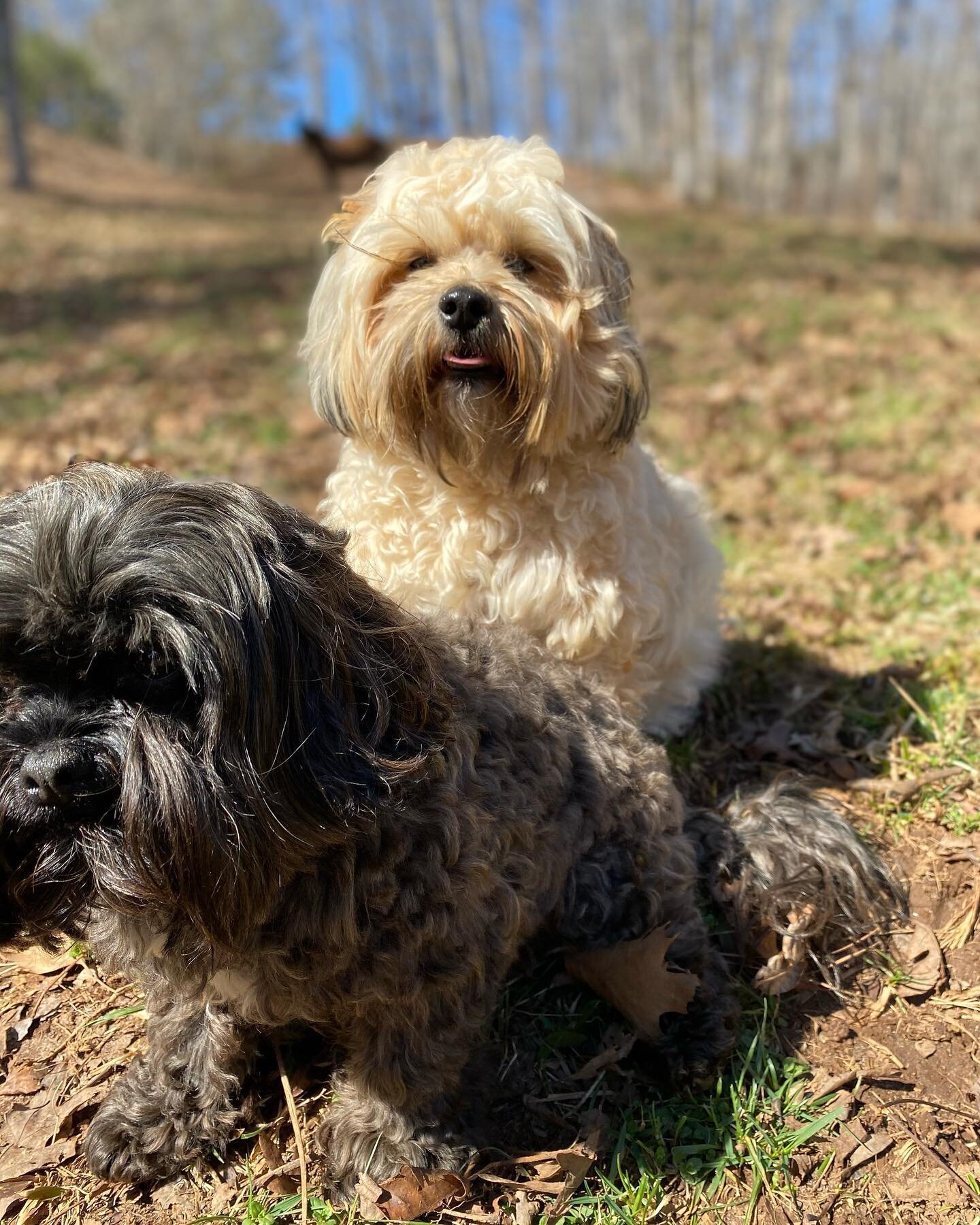 Farm life on a beautiful springlike day. 🐾 🐴 💕 #dog #horses #farmlife #fatdogfarmnc