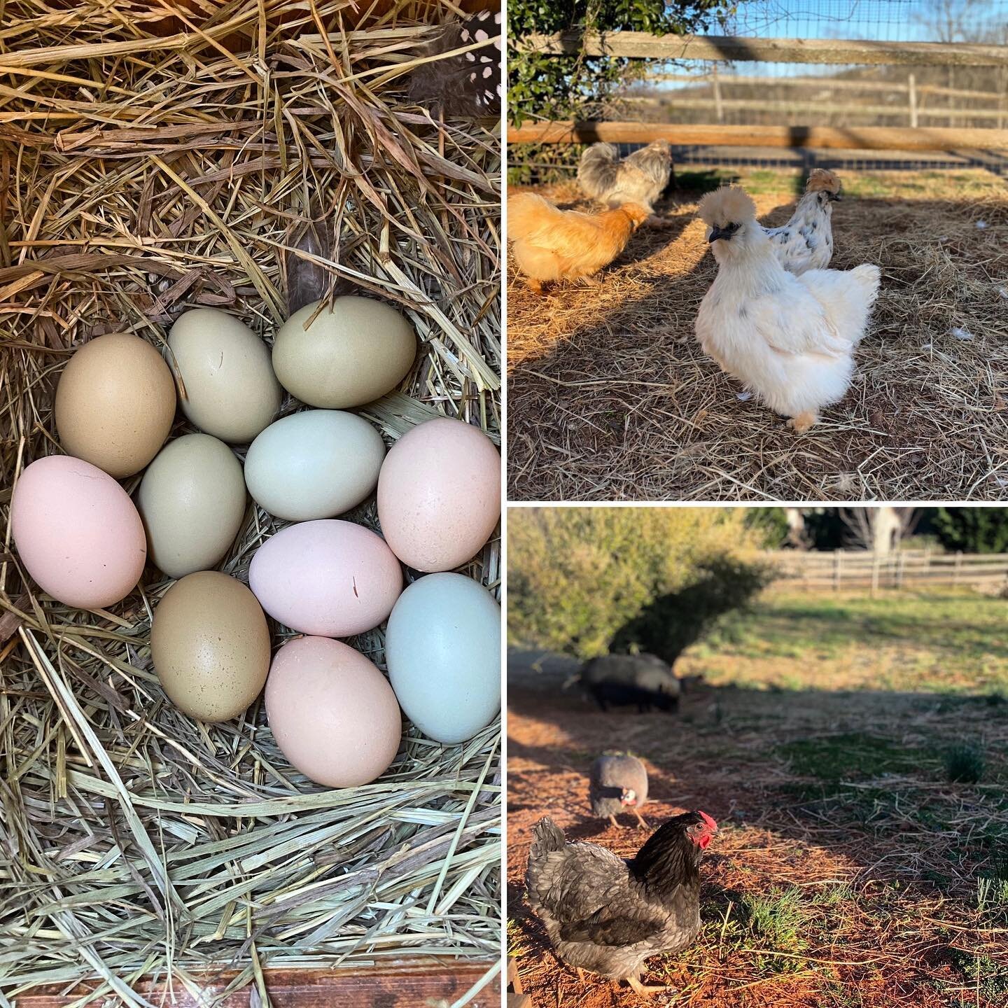 Way to go ladies! 🐤 Spring is in the air and with it, egg production has increased on Fat Dog Farm 🐓 🥚 ☺️ #egg #eggs #fatdogfarmnc