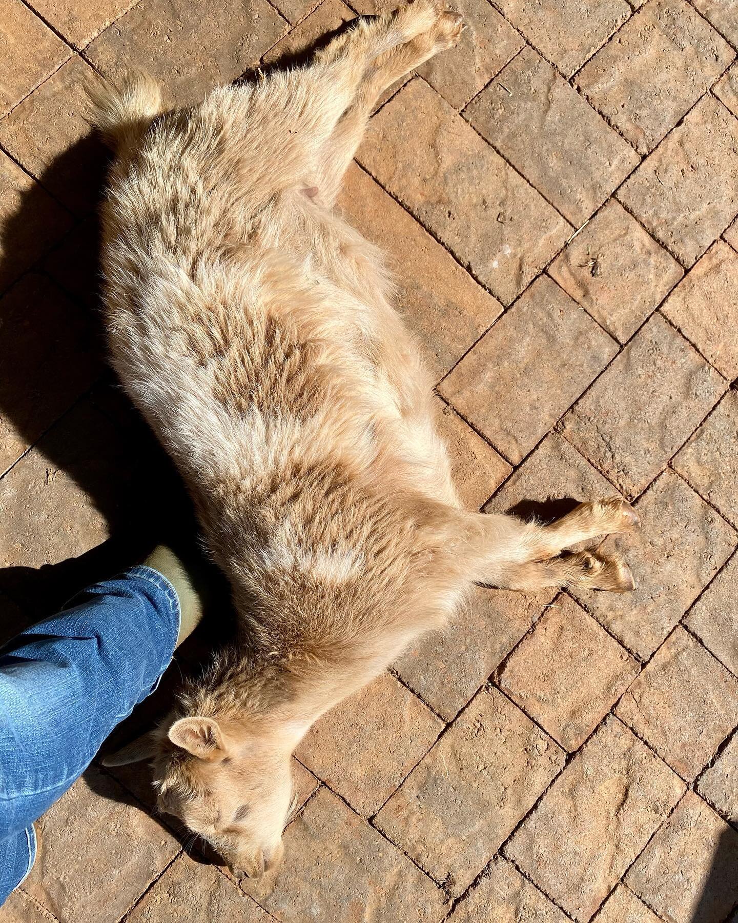 Squiggle living freely and fearlessly! 💫 🐐 She is out cold, sleeping on my foot during barn chores this morning 😜🤣💕 #farmlife #goat #sleeping #fatdogfarmnc