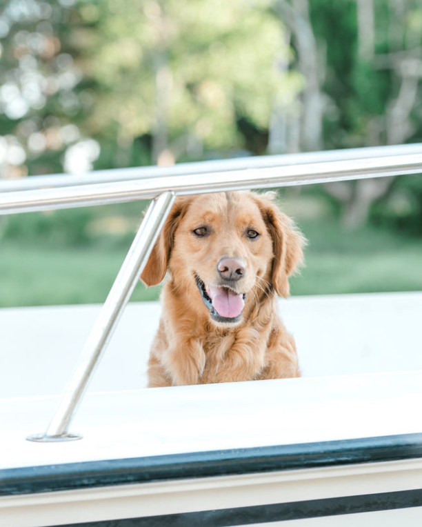 Happy golden retriever dog sitting on boat with green trees in background