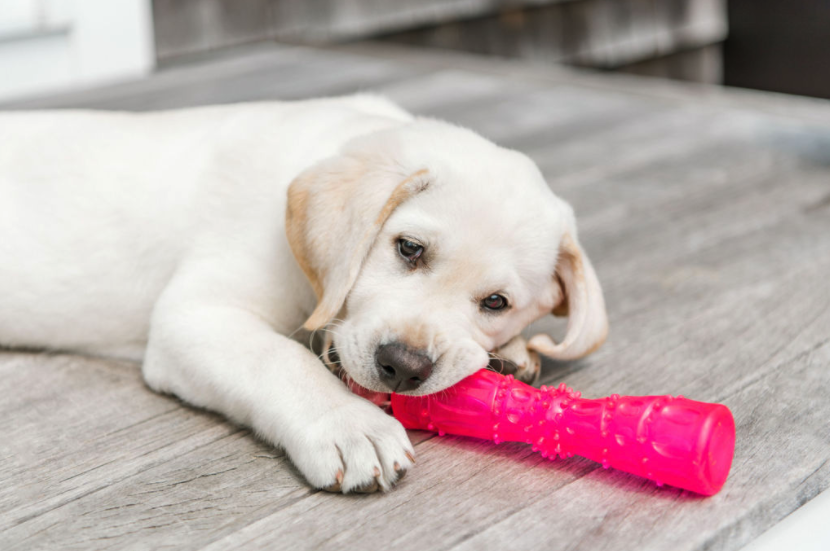 A playful white puppy lying on a wooden floor with a pink rubber chew toy in its mouth.