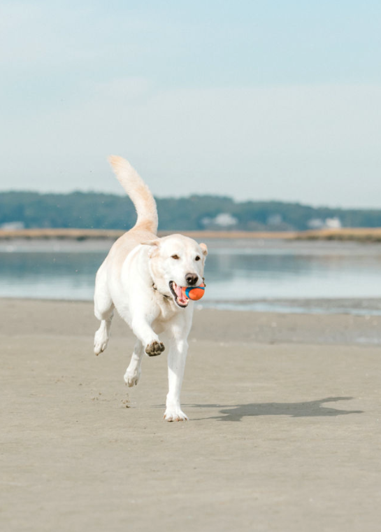 A yellow Labrador Retriever running on a sandy beach with a ball in its mouth.